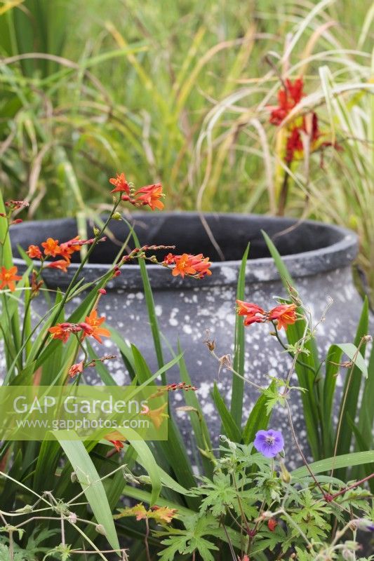 Large empty decorative pot used as feature with grasses and Crocosmia 'Fire King'