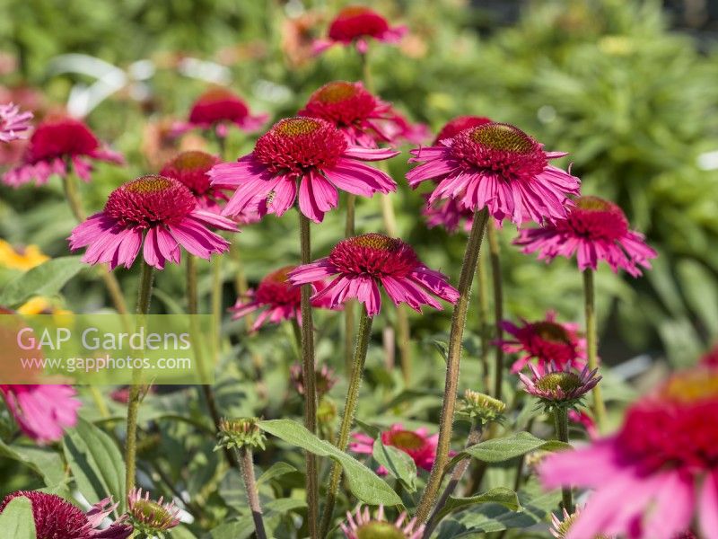 Echinacea Delicious Candy, summer July