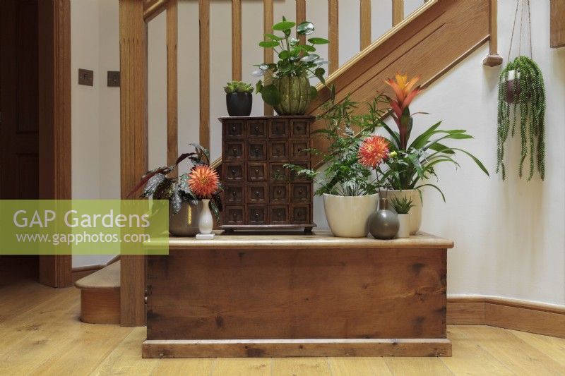 Houseplants displayed on old wooden chest at bottom of staircase. Plants include Begonia 'Polka dot', Pilea peperomioides, Pteris ensiformis 'Evergemiensis' and Guzmania 'Jazz Orange'