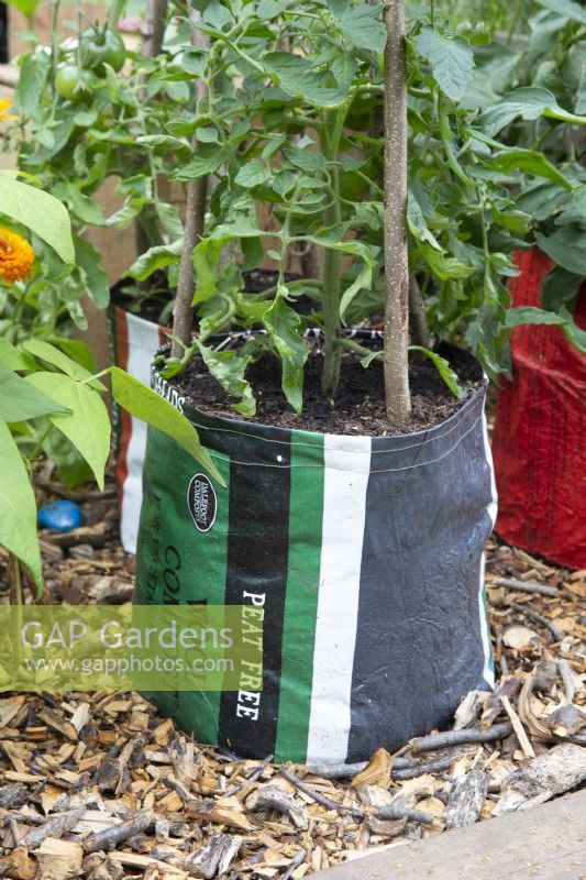 Repurposed plastic compost bag used as planters for Tomato plants with hazel sticks for support 