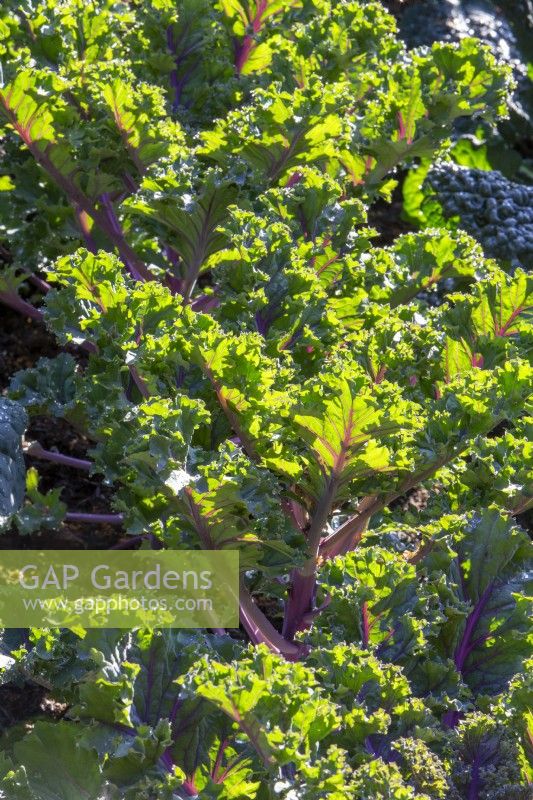 Brassica oleracea 'Midnight Sun' - kale