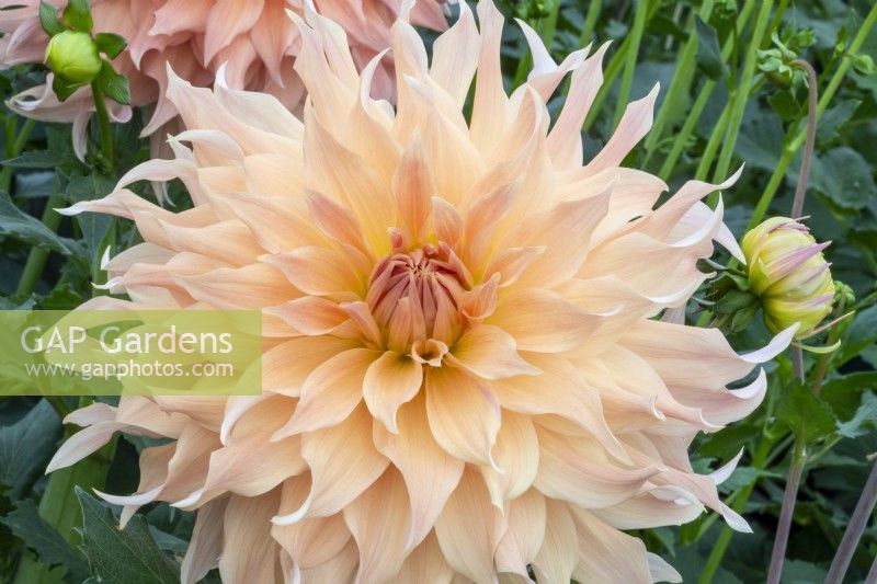Dahlia 'Doreen James' - new variety introduced by H.W Hyde and Son