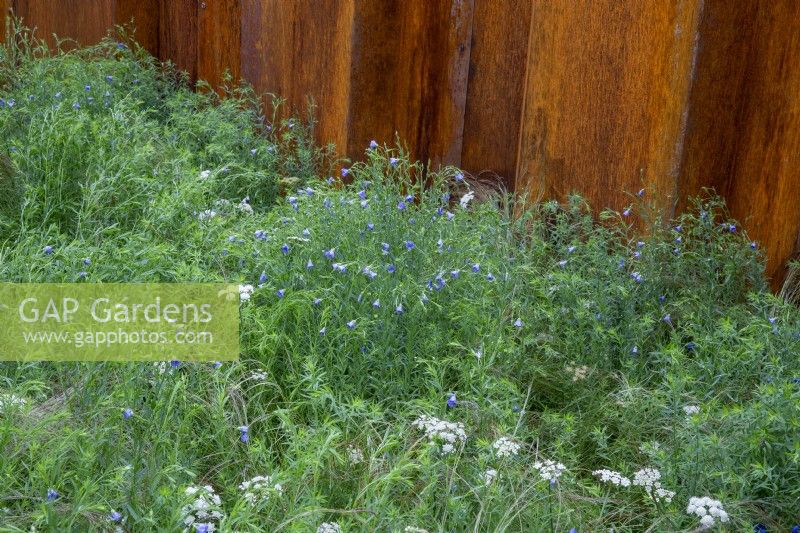 Linum usitatissimum - Flax and Achillea millefolium - Common Yarrow plants in a border next to a corten steel wall