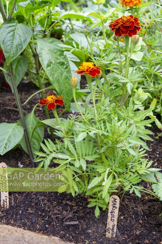 Tagetes patula - French marigolds used as a companion plant next to Jalapeno peppers to deter aphids