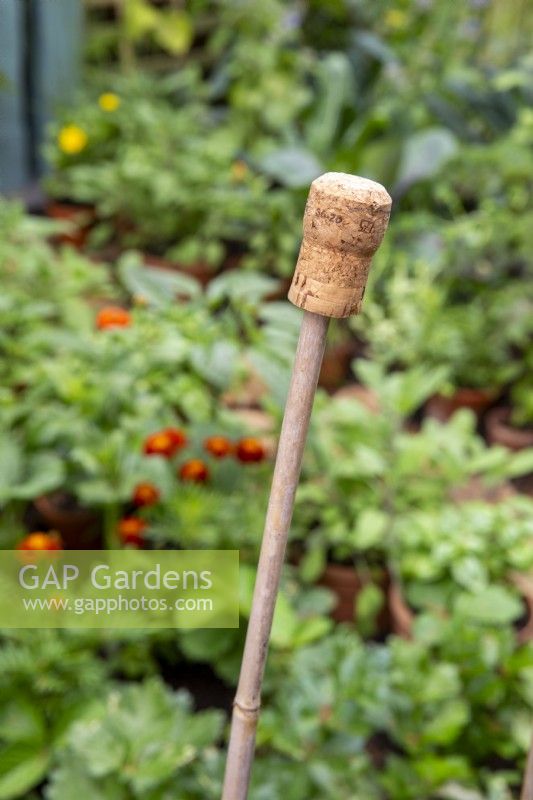 Bamboo cane with a champagne cork used as a cane topper