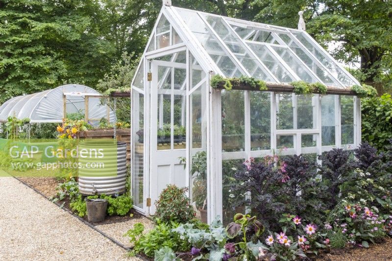 Painted white wooden greenhouse with a water butt, border planting of kale and Dahlias and a chilli plant - No Dig Allotment Demonstration Garden 