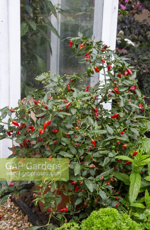 Capsicum annuum - Chilli plant growing in a pot outdoors