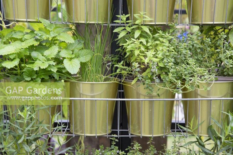 Herbs - chives, marjoram, oregano, mint and strawberry plants growing in metal pots hanging from a metal frame 