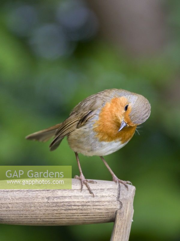 Erithacus rubecula - Robin perched on fork handle