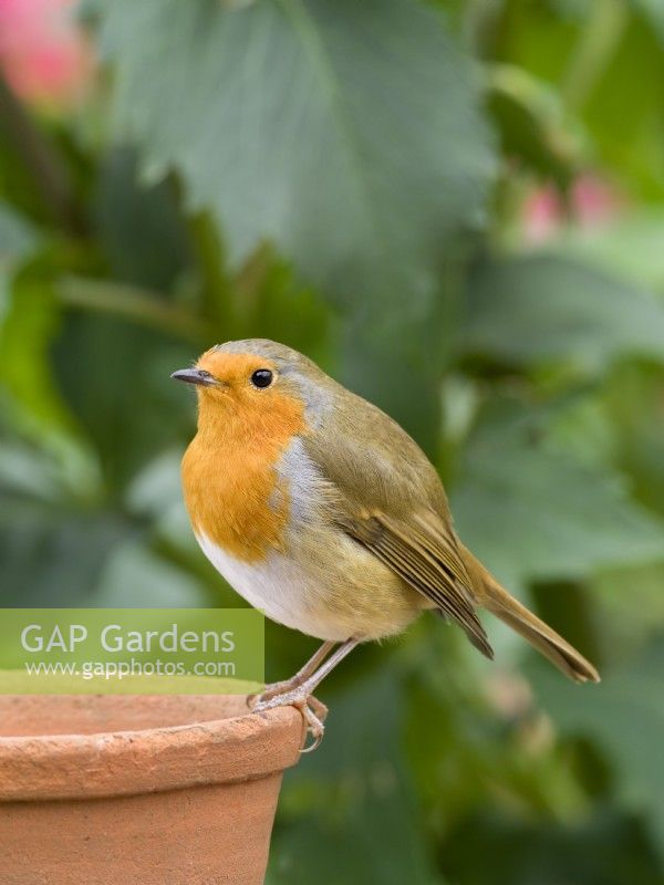 Erithacus rubecula - robin perched on plant pot