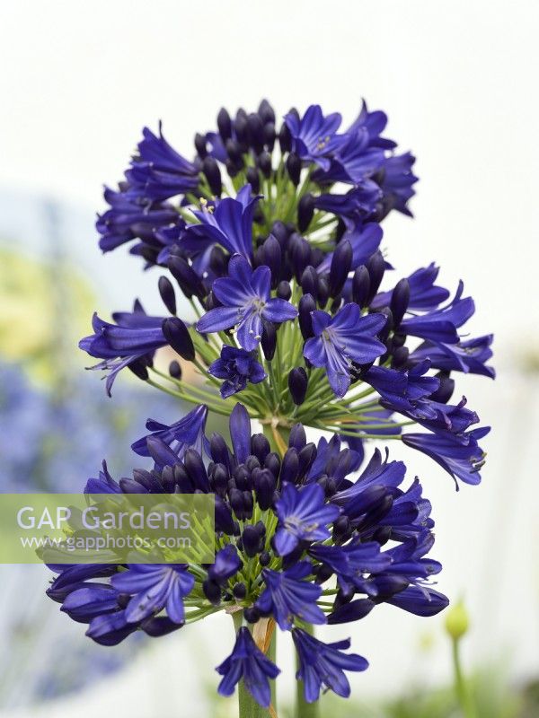 Agapanthus Everpanthus Midnight Sky, summer July