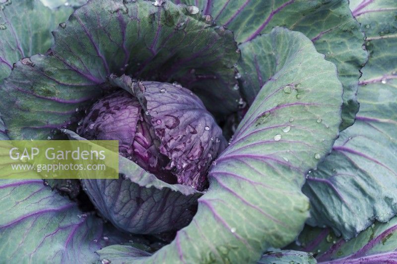 Red cabbage with water droplets detail, Brassica oleracea capitata leaves - June
