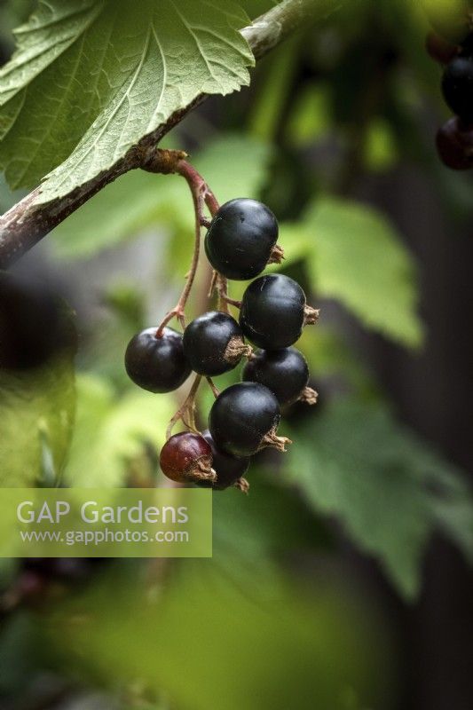 Ribes Nigrum 'Ben Hope' - blackcurrants - plant portrait close up in June