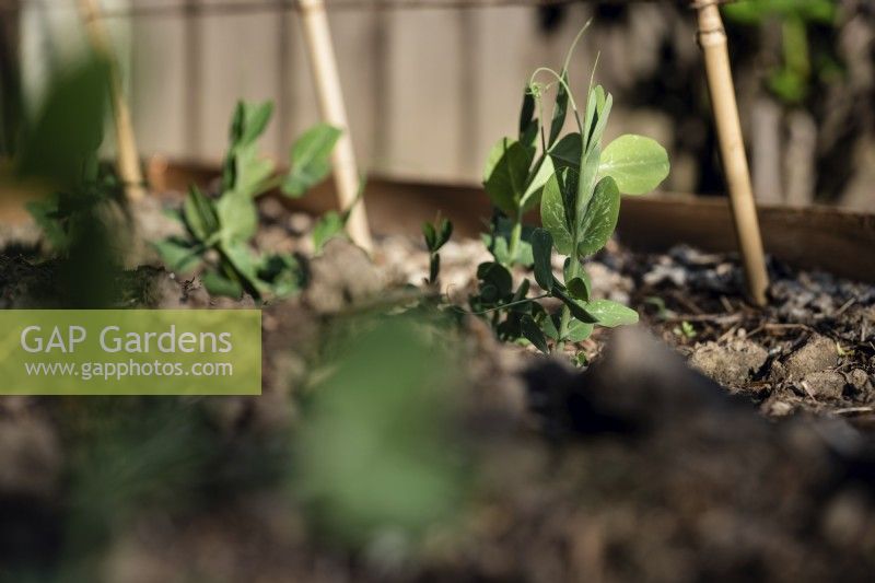 Pea 'Ambassador' seedlings emerge next to support canes - May