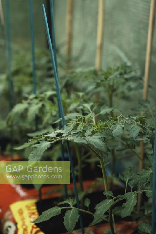 Young tomato plants with support canes in growbags, Solanum lycopersicum - May
