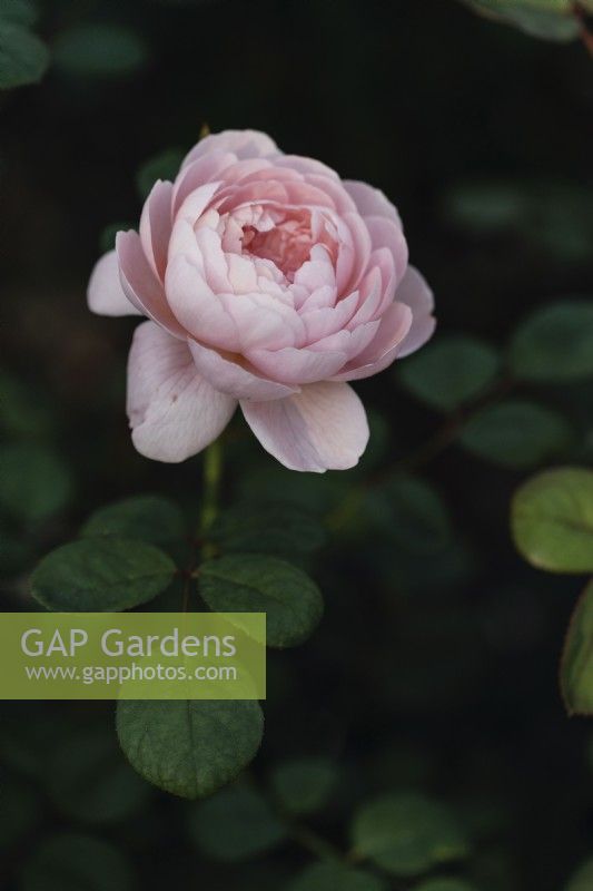 Plant portraits Rosa 'Queen of Sweden' - Austiger deciduous shrubs, September