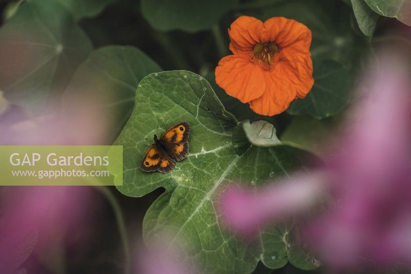 Tropaeolum majus - nasturtium - with orange Meadow Brown butterfly - July