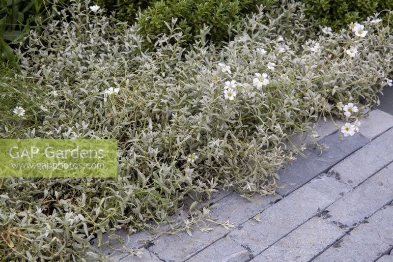 Cerastium tomentosum growing in a border next to grey clay brick pavers
