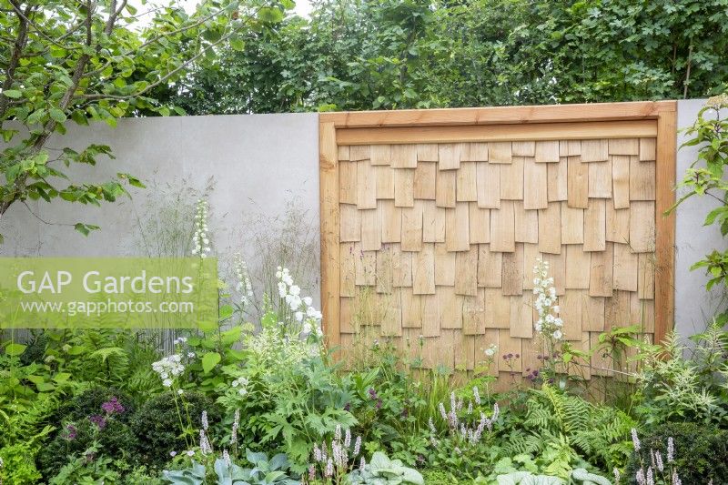A grey rendered garden wall with a sweet chestnut screen,  mixed perennial planting border flowerbed including Delphinium 'Guardian White', Deschampsia cespitosa and Persicaria affinis 