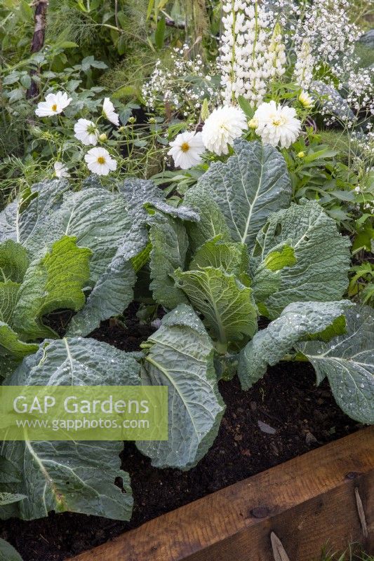 Raised bed with Brassica oleracea 'Serpentine' growing in a cottage garden with white Dahlias and Cosmos 