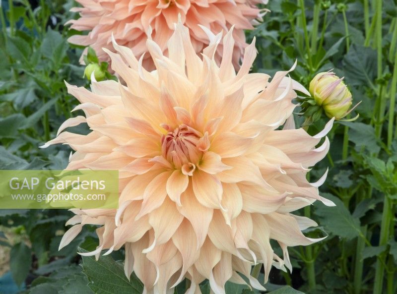 Dahlia 'Doreen James' - new variety introduced 2023 by H.W Hyde and Son

