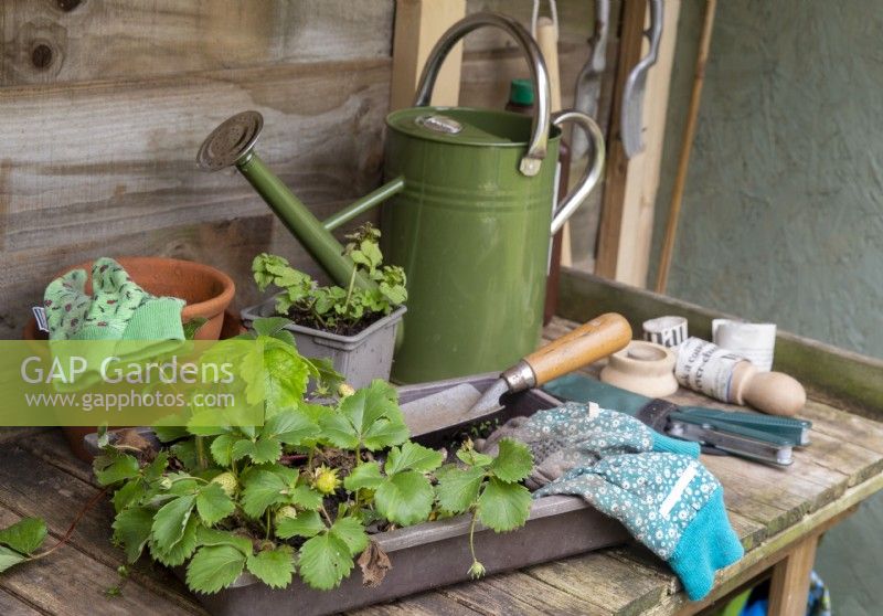 Potting bench inside a shed with strawberry plants ready to be transplanted