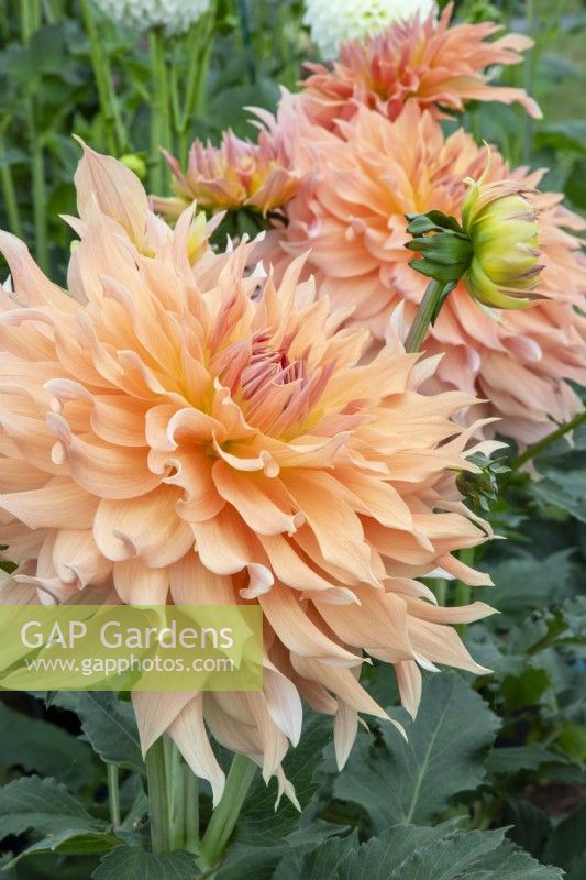 Dahlia 'Doreen James' - new variety introduced 2023 by H.W Hyde and Son