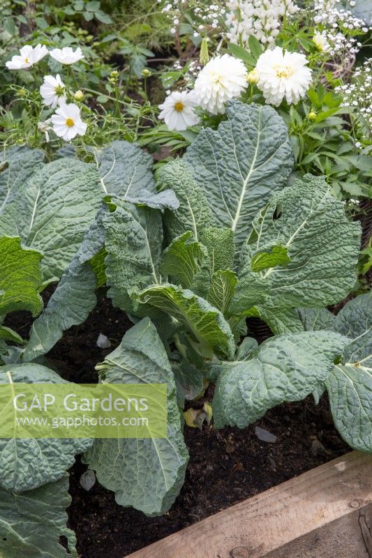 Raised bed with Brassica oleracea 'Serpentine' growing in a cottage garden with white Dahlias and Cosmos
