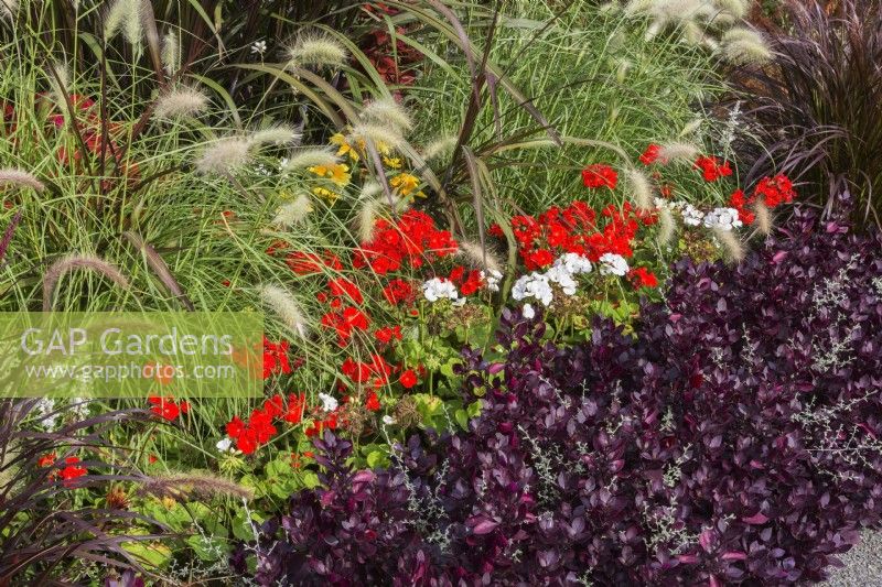 Alternanthera 'Purple Prince', red, white Pelargonium - Geranium, Pennisteum ornamental grass plants in border in autumn.