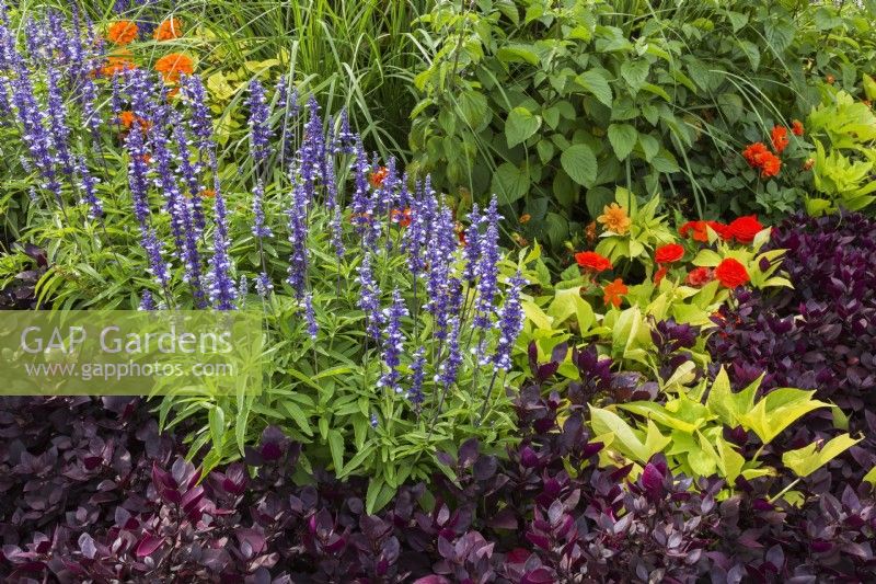 Alternanthera 'Purple Prince' and blue Salvia farinacea - Mealycup Sage, red Zinnia in border in autumn.