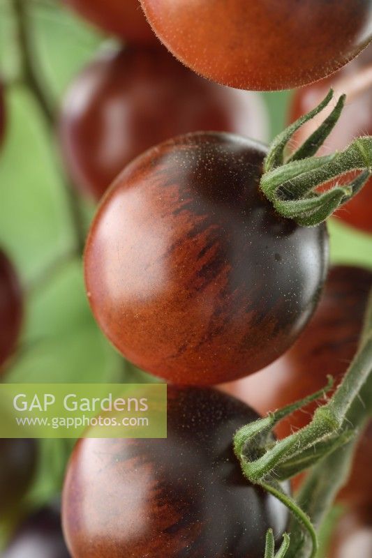 Solanum lycopersicum  'Midnight Snack'  Cherry tomatoes  F1 Hybrid  Syn. Lycopersicon esculentum  August