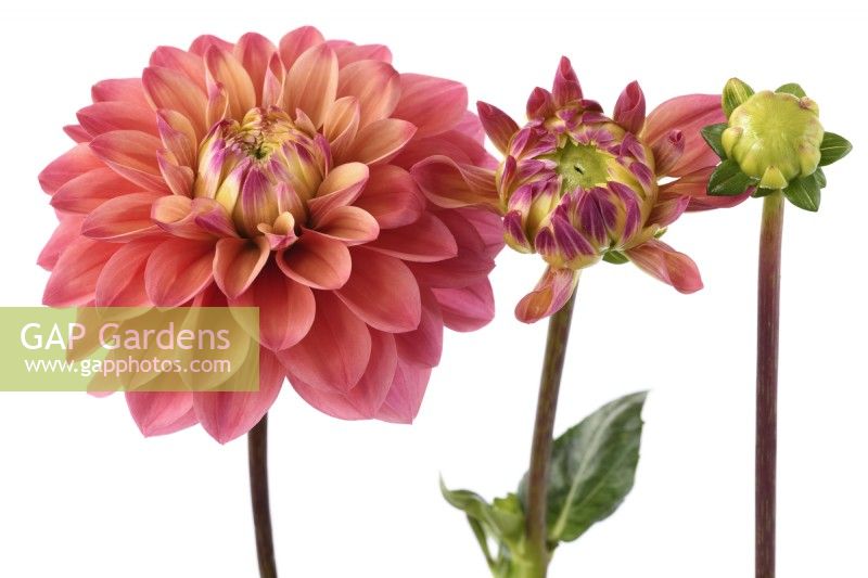 Dahlia  'Princesse Gracia'  Decorative dahlia flower and buds  August