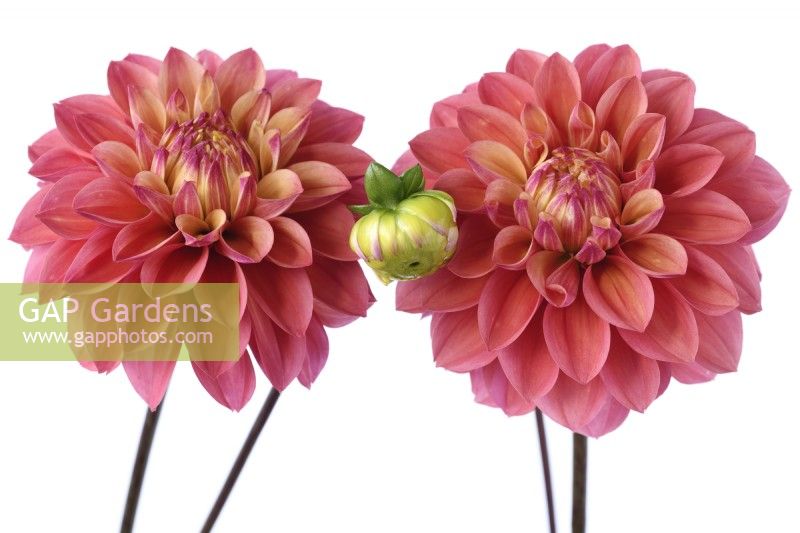 Dahlia  'Princesse Gracia'  Decorative dahlia flowers and bud  October