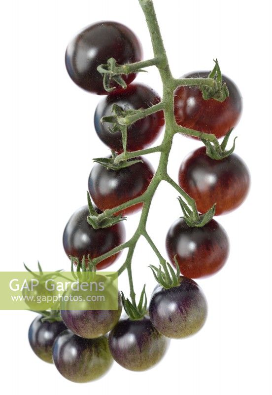 Solanum lycopersicum  'Midnight Snack'  Cherry tomatoes  F1 Hybrid  Syn. Lycopersicon esculentum  August
