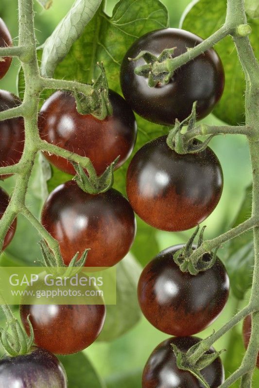 Solanum lycopersicum  'Midnight Snack'  Cherry tomatoes  F1 Hybrid  Syn. Lycopersicon esculentum  August
