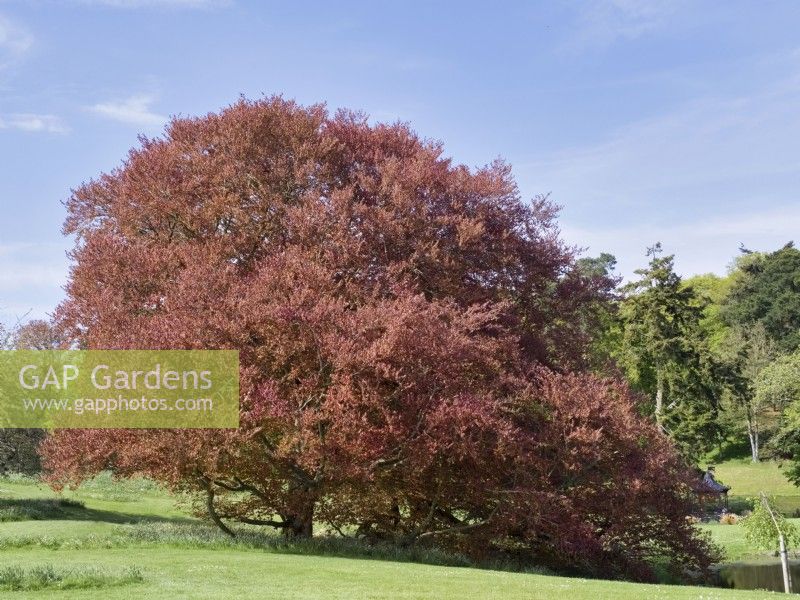 Fagus sylvatica f. purpurea - Copper Beech in landscaped gardens