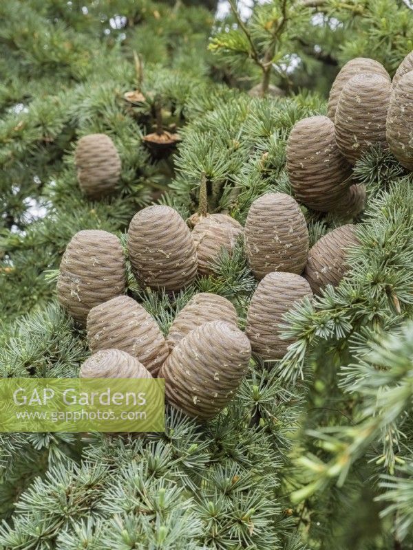 Cedrus libani - Cedar of Lebanon cones