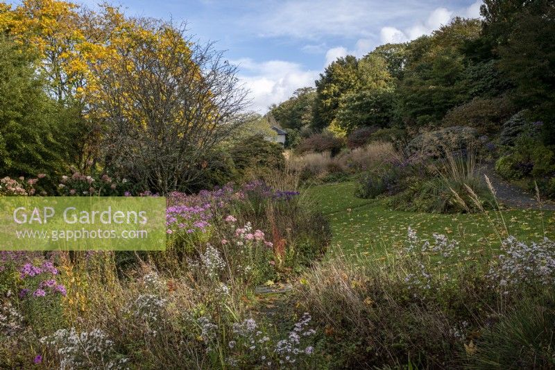 Autumn borders at the garden house in Devon, mixture of grasses and late flowering perennials including Symphyotrichum, Stipa gigantea, Calamagrostis and Miscanthus cultivars
