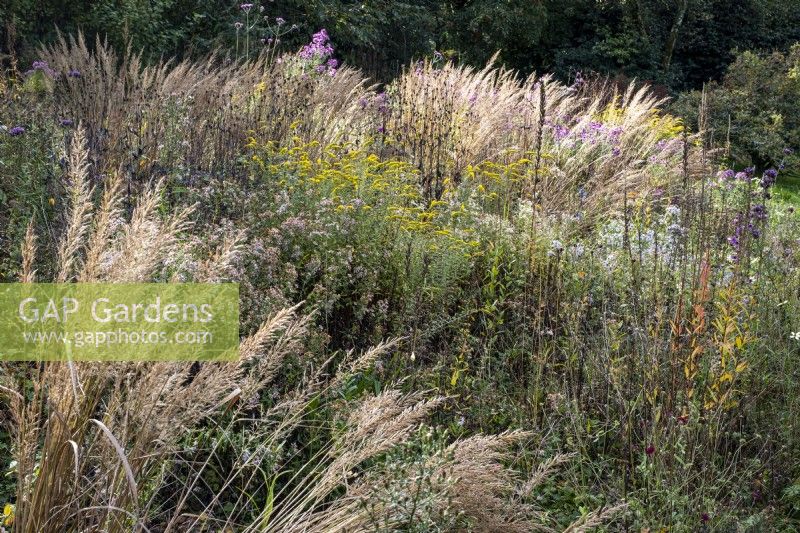 Drifts of perennials and grasses in autumnal border, including Solidago rugosa 'Fireworks' and Calamagrostis brachtrycha
