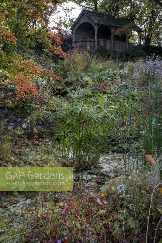 Autumnal planting around ponds at The Garden House in Devon, with Photinia villosa, Cyperus involucratus, Schoenoplectus lacustris subsp. Tabernaemontani 'Zebrinus', Phormium 'Buckland Ruby' and summerhouse at the back