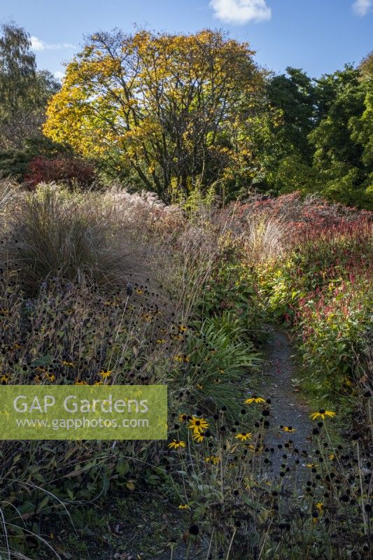 Deep autumnal borders, with drifts of grasses and late flowering perennials. Including Rudbeckia, Symphyotrichum, and Bistorta amplexicaulis.