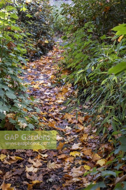 Fallen leaves in autumn, path through wooded garden