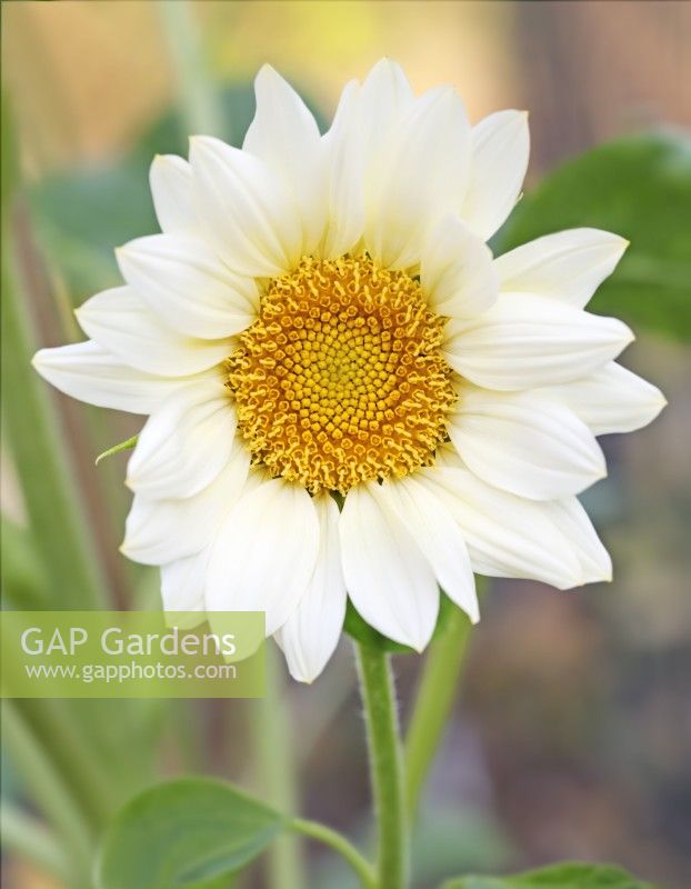 Helianthus 'Pro Cut White Lite' - Sunflower - August