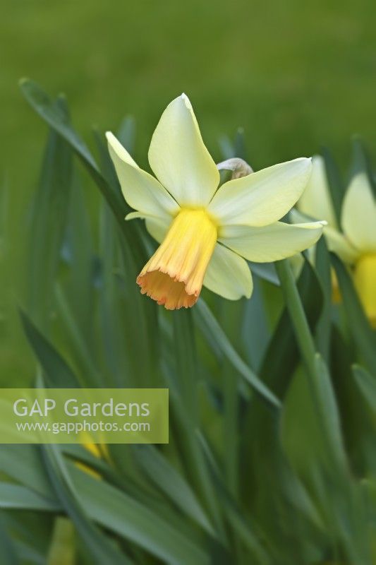 Narcissus 'Carice' - Daffodil - April