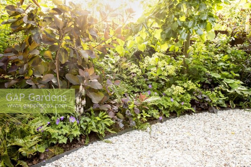 Woodland garden with mixed perennial planting of Hydrangea paniculata 'Kyushu', Cotinus coggygria 'Royal Purple' and Tilia cordata - small-leaved lime tree
