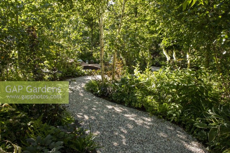 A curved gravel path with woodland planting including a Betula utilis var. jacquemontii 'Doorenbos' tree