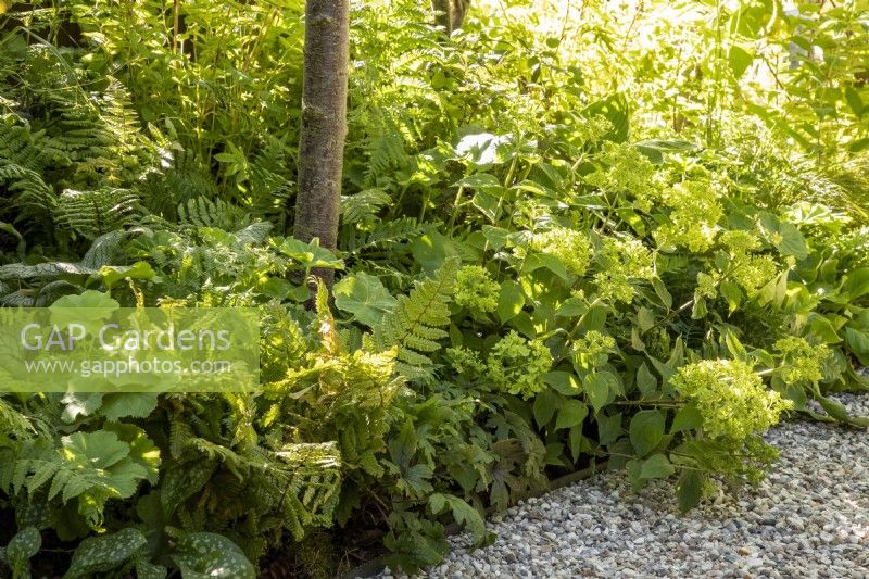 Mixed perennial planting border with Hydrangea x paniculata 'Little Lime' syn. 'Jane' and Dryopteris erythrosora - Japanese Shield Fern