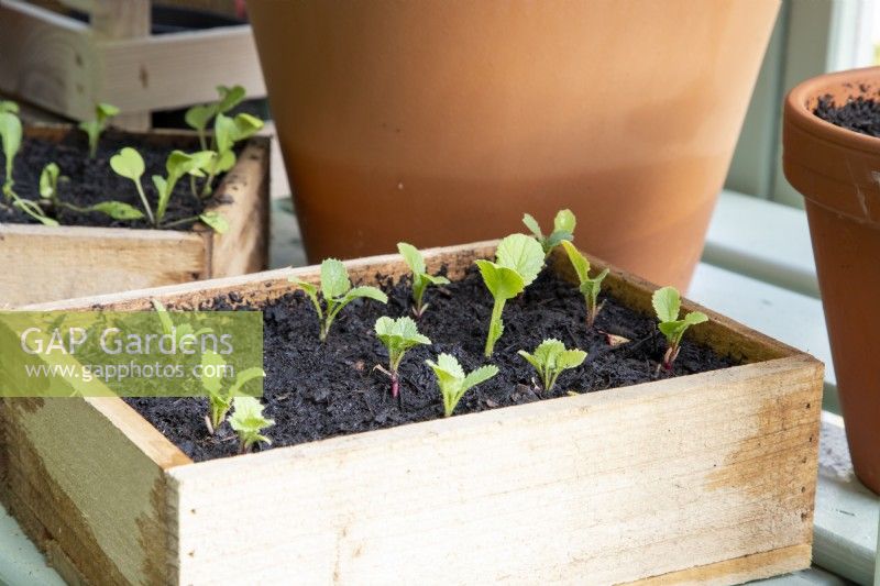 Seedlings grown in a wooden box 