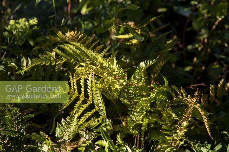 Dryopteris erythrosora - Japanese shield fern, Buckler fern