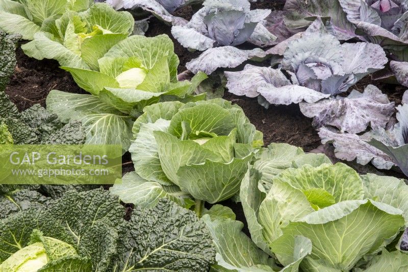 Brassica oleracea, left to right, 'Serpentine' - savoy, 'Cabbice' and Tinty F1 red, growing in rows